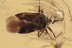 Nice TRUE BUG Heteroptera & WASP Fossil Inclusion BALTIC AMBER 3228