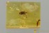 Nice TRUE BUG Heteroptera & WASP Fossil Inclusion BALTIC AMBER 3228