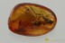 Huge ICHNEUMON WASP Fossil Inclusion Genuine BALTIC AMBER 3229