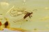 Huge BRACONID WASP Braconidae Long Ovipositors BALTIC AMBER 2.5g 3232