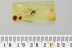 Huge BRACONID WASP Braconidae Long Ovipositors BALTIC AMBER 2.5g 3232