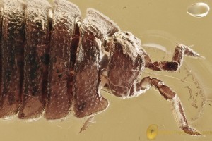 Well Preserved WOODLOUSE Isopoda ONISCIDAE Fossil BALTIC AMBER 3233