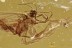 METAMORPHOSIS Just Emerged DUSTYWING Coniopterygidae BALTIC AMBER 3234