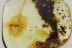 TROGODERMA Skin Beetle Larvae Dermestidae Fossil BALTIC AMBER 3242