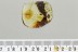 TROGODERMA Skin Beetle Larvae Dermestidae Fossil BALTIC AMBER 3242