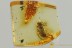 HYLASTES Large Snout Beetle CURCULIONIDAE Genuine BALTIC AMBER 3238