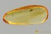 MINUTE TREE-FUNGUS BEETLE Ciidae Fossil Genuine BALTIC AMBER 3235