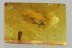 UNDESCRIBED Bothrideridae DRY BARK BEETLE Fossil BALTIC AMBER 3248