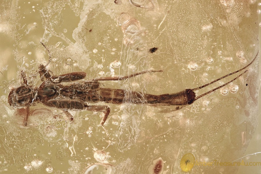 RARE Aquatic Nymph STONEFLY Plecoptera Fossil Genuine BALTIC AMBER 3249