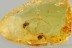 2 FLOWER BLOOMS Rare Plant Fossil Inclusion Genuine BALTIC AMBER 3246