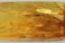 DRAGONFLY Odonata Wings Fossil Inclusion Genuine BALTIC AMBER 3255