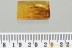 DRAGONFLY Odonata Wings Fossil Inclusion Genuine BALTIC AMBER 3255