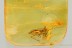 Large Great CRICKET Gryllidae ORTHOPTERA Fossil BALTIC AMBER 3252