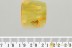 Large Great CRICKET Gryllidae ORTHOPTERA Fossil BALTIC AMBER 3252