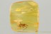 Large Great CRICKET Gryllidae ORTHOPTERA Fossil BALTIC AMBER 3252