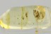 Unusual CHOLEVINAE Beetle Probably UNDESCRIBED Fossil BALTIC AMBER 3254