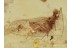 Ephemeroptera MAYFLY Insect in BALTIC AMBER 1273