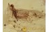 Ephemeroptera MAYFLY Insect in BALTIC AMBER 1273