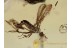  Empididae Heleodromia Rare Fly in BALTIC AMBER 1275