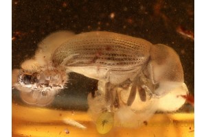 ANOBIID Beetle & CLERID Larvae in BALTIC AMBER 909