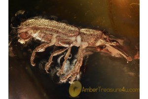 BELIDAE Metrioxena Weevil in BALTIC AMBER 910