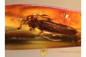 CANTHARID Sucinocantharis in Genuine BALTIC AMBER 914