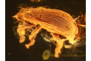 CURCULIONIDAE Broad-Nosed WEEVIL in BALTIC AMBER 845