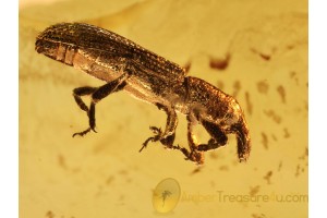 CURCULIONIDAE COSSININAE Weevil in BALTIC AMBER 907