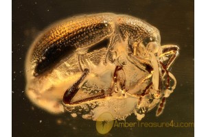 Caridae Nice Small WEEVIL in BALTIC AMBER 847