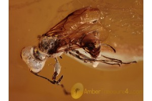 DRYINIDAE WASP Inclusion in BALTIC AMBER 1117