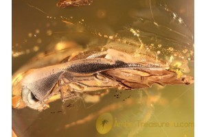 EUCNEMIDAE Large Nice False Click Beetle in BALTIC AMBER 925