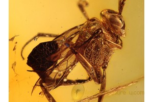 EVANIIDAE Ensign Wasp Inclusion BALTIC AMBER 1030