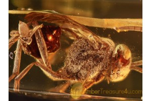 EVANIIDAE Great Looking ENSIGN WASP in BALTIC AMBER 776