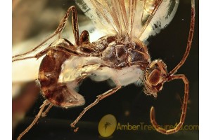 FORMICINAE Great Winged ANT in BALTIC AMBER 1113