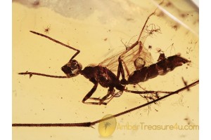 FORMICINAE Large Winged ANT in BALTIC AMBER 1114