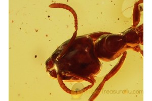 FORMICINAE Well Preserved ANT in BALTIC AMBER 796