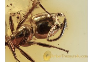 FORMICINAE Well Preserved ANT in BALTIC AMBER 1123