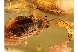 Great PTILODACTYLIDAE TOE-WINGED BEETLE  in BALTIC AMBER 922