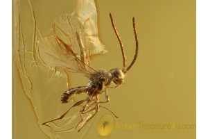 Great Tiny SCELIONIDAE WASP in BALTIC AMBER 760