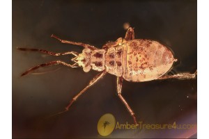 Great looking TRUE BUG NYMPH  in BALTIC AMBER 943