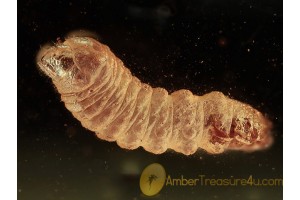 Hymenopteran LARVA in Genuine BALTIC AMBER  1122