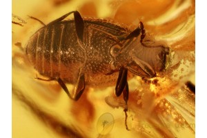 LATRIDIIDAE Corticarina BEETLE in BALTIC AMBER 905