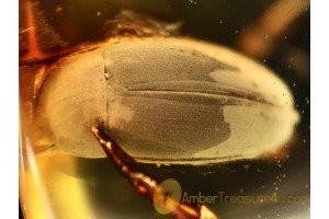 LEIODIDAE Round Fungus BEETLE in BALTIC AMBER 908