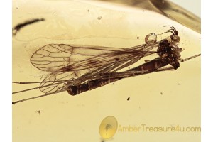 LIMONIIDAE Huge Crane Fly in BALTIC AMBER 1228