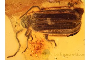 LYCIDAE Huge Net-Winged BEETLE in BALTIC AMBER 842