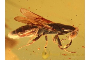 Large BETHYLID WASP Inclusion in BALTIC AMBER 837