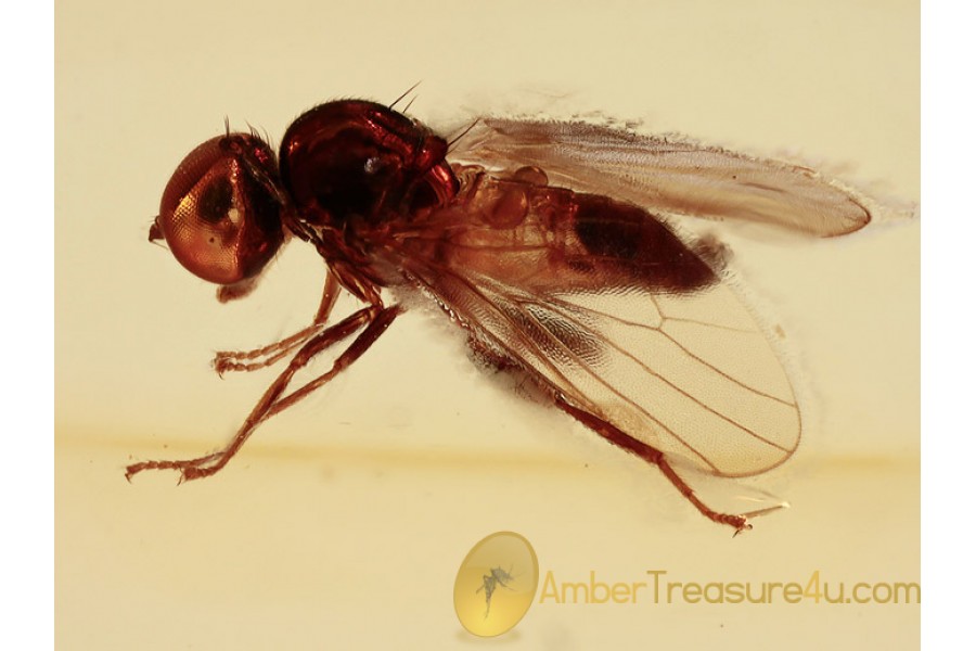 MICROPHORID FLY Inclusion in BALTIC AMBER 1223