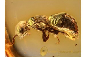 MUTILLIDAE Rare WASP in Genuine BALTIC AMBER 860