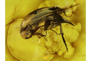 Mordellidae Great TUMBLING FLOWER BEETLE in BALTIC AMBER