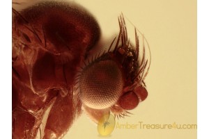 PHORIDAE Perfect SCUTTLE FLY in BALTIC AMBER 1235